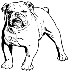 cane bulldog disegno